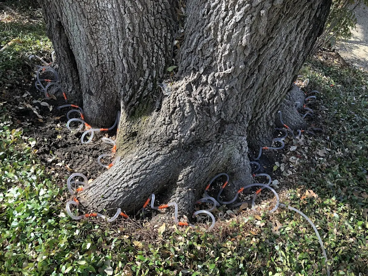 Detailed Shrub and Hedge Trimming job site in Marty