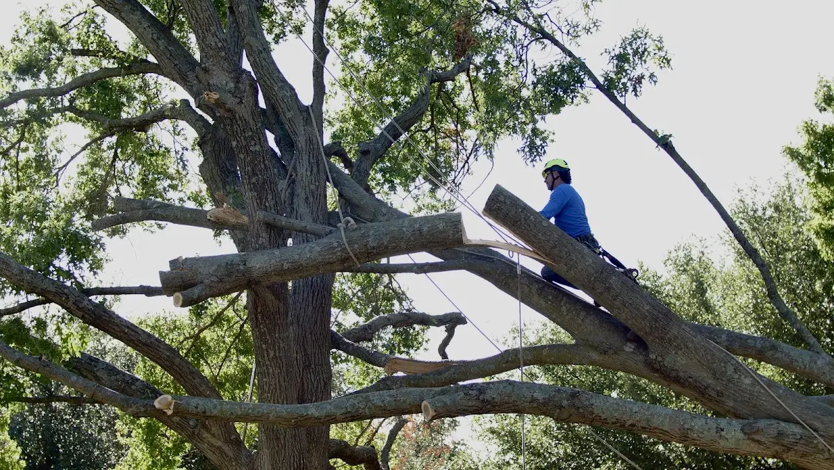 Professional Hazardous Tree Removal performed by certified arborists in Marty
